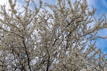 Flowers on a wild apple tree. Branches of a wild apple tree in flowers.
