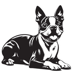 Boston Terrier dog Silhouettes, Boston Terrier dog sitting pose silhouettes, Boston Terrier dog Standing and jumping silhouettes, cute dog on white background, Boston Terrier