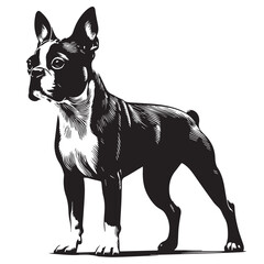 Boston Terrier dog Silhouettes, Boston Terrier dog sitting pose silhouettes, Boston Terrier dog Standing and jumping silhouettes, cute dog on white background, Boston Terrier