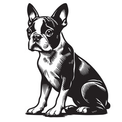 Boston Terrier dog Silhouettes, Boston Terrier dog sitting pose silhouettes, Boston Terrier dog Standing and jumping silhouettes, cute dog on white background, Boston Terrier