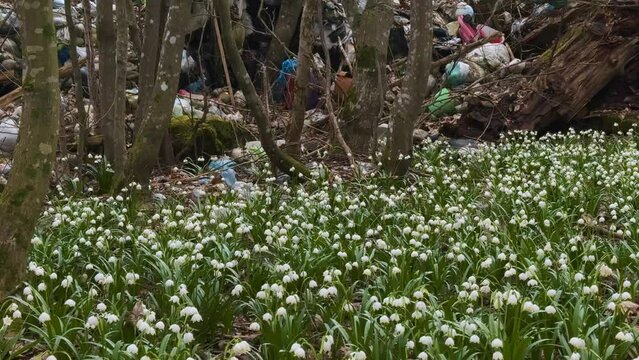 heaps of garbage slide into the forest, onto a delicate fragrant field of spring flowers, snowdrops, primroses, white flowers. Very rude, uncultured, uncivilized