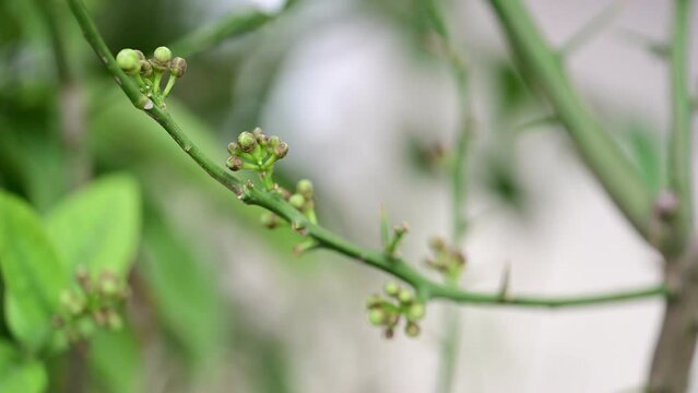 Bergamot tree- Citrus, Citrus bergamia