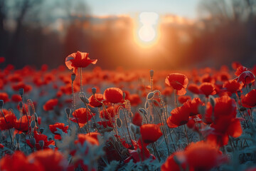 Obraz premium A stunning sunrise over a field of red poppies, showcasing the beauty of nature and countryside scenery.