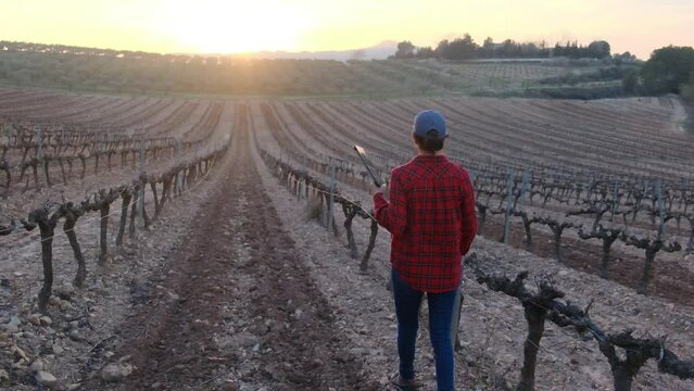 farmer in grape vineyard with electronic tablet during spring without leaves in the field at sunset before the grape buds