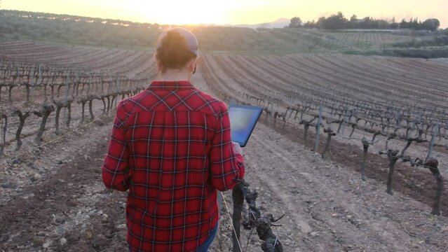 farmer in grape vineyard with electronic tablet during spring without leaves in the field at sunset before the grape buds