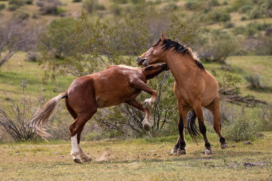Wild horse stallions fighting in the Salt River wild horse management area near Mesa Arizona United States