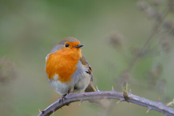 Robin perched on a rose twig. Green background