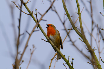 Robin singging on branch. Sky background