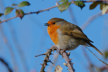 Robin (Erithacus rubecula). Blue background