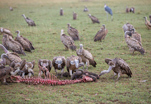 Vulture Dinner