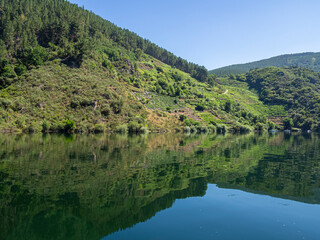 Vistas desde el río Sil de los viñedos cultivados en la Ribera Sacra de Lugo sobre acantilados verdes reflejados en el agua en verano de 2021 España