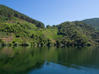 Vistas desde el río Sil de los viñedos cultivados en la Ribera Sacra de Lugo sobre acantilados verdes reflejados en el agua en verano de 2021 España
