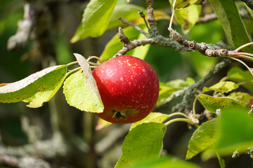 Apple fruit growing on an apple tree
