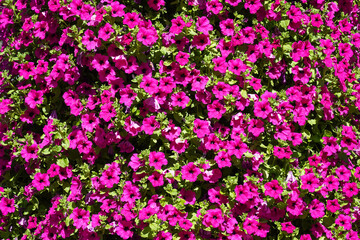 Blooming purple flowers on a shrub in a garden