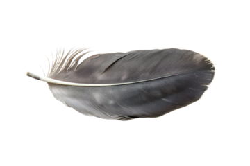 
pigeon feather isolated on white background Realistic daytime first person perspective