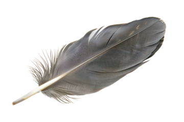 
pigeon feather isolated on white background Realistic daytime first person perspective