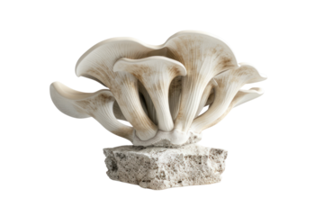 
Oyster mushroom isolated on a white background first person view realistic daylight
