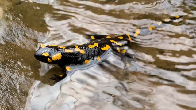 a clear mountain river from the peaks of the Carpathians, it is inhabited by fire salamanders, beautiful rare slow-moving amphibians