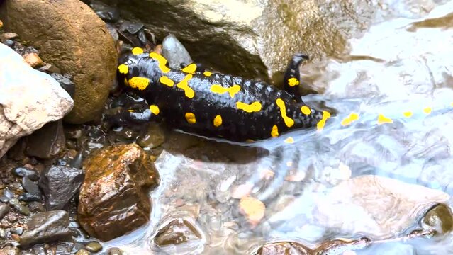 a clear mountain river from the peaks of the Carpathians, it is inhabited by fire salamanders, beautiful rare slow-moving amphibians