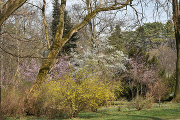 Spring landscape, park in Arandjelovac Serbia