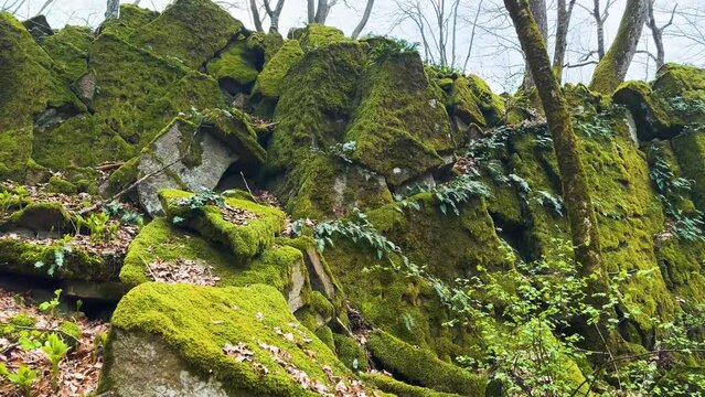 Picturesque colorful green moss and ferns on northern sharp rocks in wild Carpathian forest