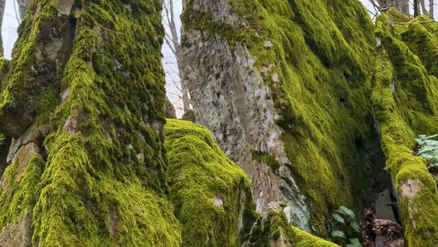 Picturesque colorful green moss and ferns on northern sharp rocks in wild Carpathian forest