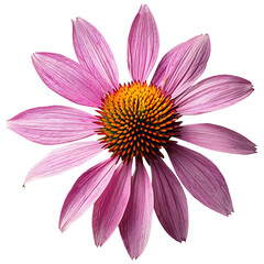 Medicinal echinacea flower on a transparent background