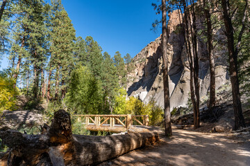 Bandelier National Monument, New Mexico. Trail along Frijoles Creek (El Rito de los Frijoles)  through Frijoles Canyon with golden Cottonwood trees in the autumn. Log bridge over creek. 