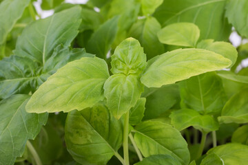 fresh basil leaves