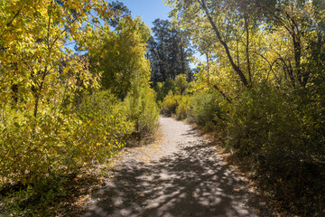 Fototapeta na wymiar Bandelier National Monument, New Mexico. Trail along Frijoles Creek (El Rito de los Frijoles) through Frijoles Canyon with golden Cottonwood trees in the autumn. 
