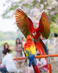 Scarlet Macaw (Ara macao) parrot show in the park	