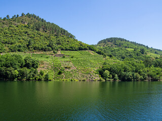 Vista de como se cultivan los viñedos en la Ribera Sacra a orillas del río Sil, entre acantilados verdes, navegando por Lugo en verano de 2021 España.
