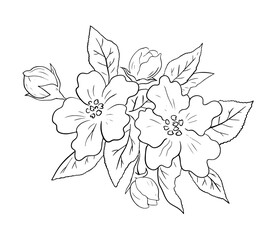 Cherry tree is blooming in the garden. Spring nature. Beautiful branch with flowers. Beauty of nature. Vector black and white illustration. Hand drawn outline