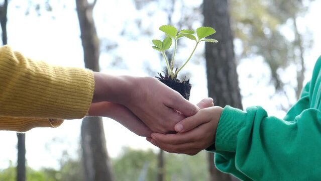 Three hands, representing a mother and her two children, gently cradle a small sapling, symbolizing the collective effort of a family in nurturing and fostering new life, embodying values of growth