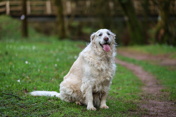 A purebred white golden retriever portrait taken in the a forest trail with lots of green vegetation