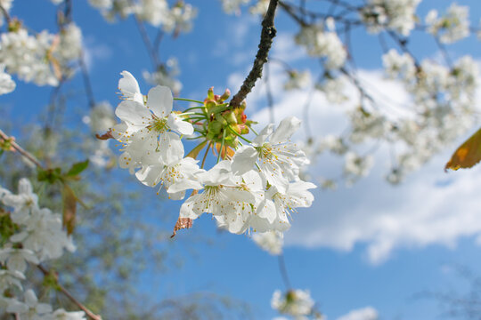 White cherry blossoms against blue sky. High quality photo