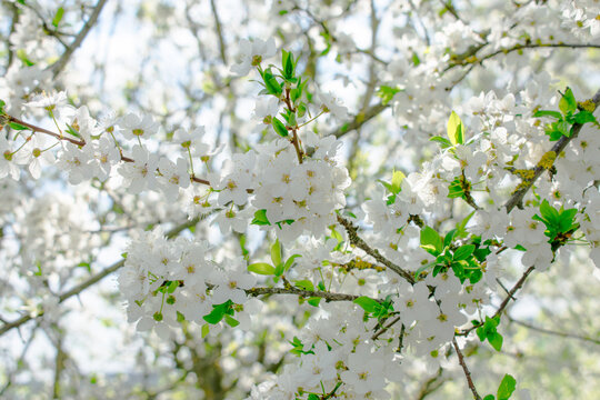 White cherry blossoms against blue sky. High quality photo