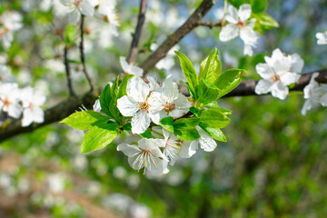 White cherry blossoms against blue sky. High quality photo