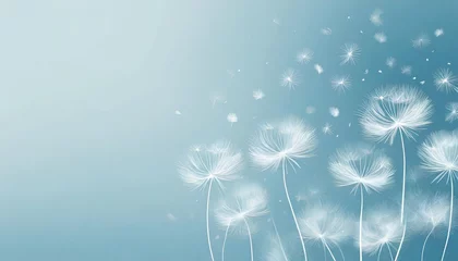 Fotobehang dandelion fluff background for aesthetic minimalism style background light blue color wallpaper with elegant and light flying fluffs on empty wall fragile lightweight and beautiful nature backdrop © Wayne