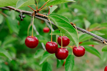 Close up on big Cherries hanging on a cherry tree branch. cherries hanging on cherry tree branch with green leaves and blurred background