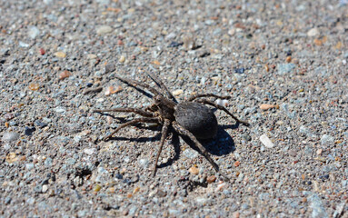 black spider sitting on the asphalt in sunny day close up 