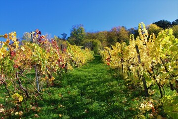 Fototapeta premium Vineyard in Metzingen, Germany