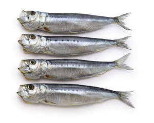 Iwashi marubosi ( semi-dried Japanese sardines ) isolated on a white background.