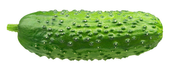 Cucumber isolated. Fresh ripe cucumber on a transparent background.
