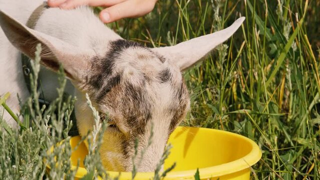 Human hand stroking cute little goatling drinking water from bucket at sunny green grass closeup. Adorable small spotted goat drink beverage feeling thirst summer outdoor agriculture and farming