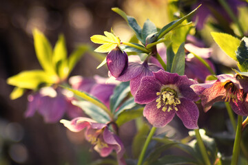 Kwiaty wiosenne. Różowe ciemierniki (Helleborus) © anettastar