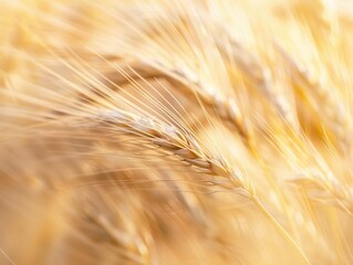 close-up details of wheat or barley, with a focus on the golden hues and textures of the grain, evoking a sense of agriculture and harvest