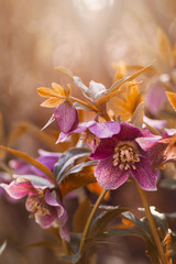 Kwiaty wiosenne. Różowe ciemierniki (Helleborus) © anettastar