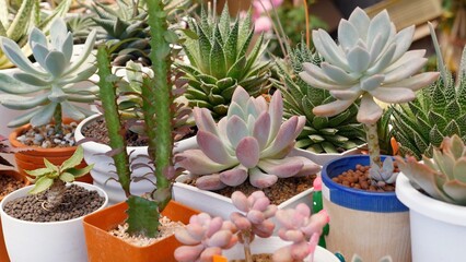 Variety of succulent plants in indoor botanical garden, showcasing diverse textures and colors in...
