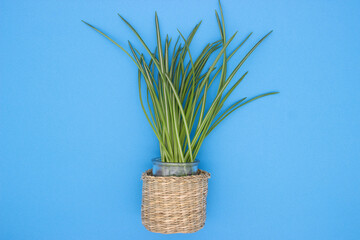 Variegated Houseplant in Woven Basket